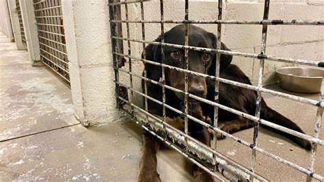 Berkeley county animal shelter - Berkeley Animal Care Services, Berkeley, California. 9,526 likes · 254 talking about this. The Berkeley Animal Care Services shelter is responsible for the community's animals in need.